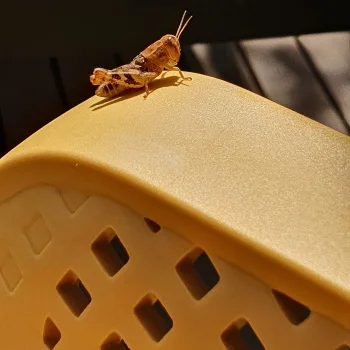 Comfort Time stolica Ares Yellow 1/1-6 Comfort Time stolica Ares Yellow 1/1-6